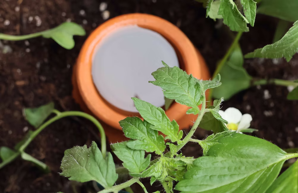 Olla irrigation technology